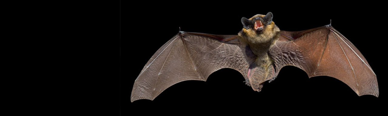 A flying bat in the night.