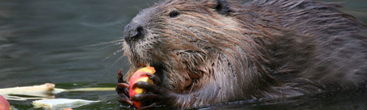 A beaver eating fruit in a river.