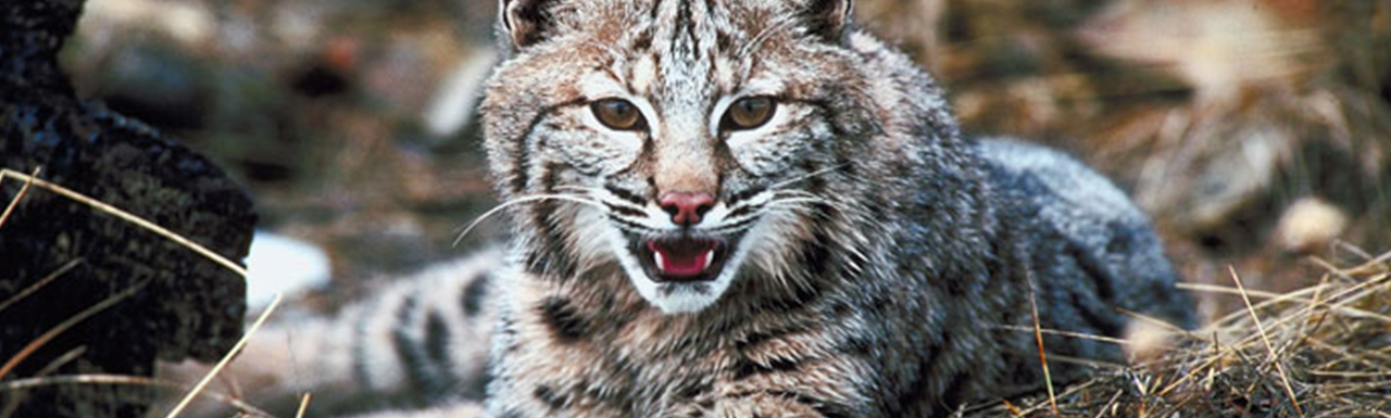 A bobcat with its mouth open.