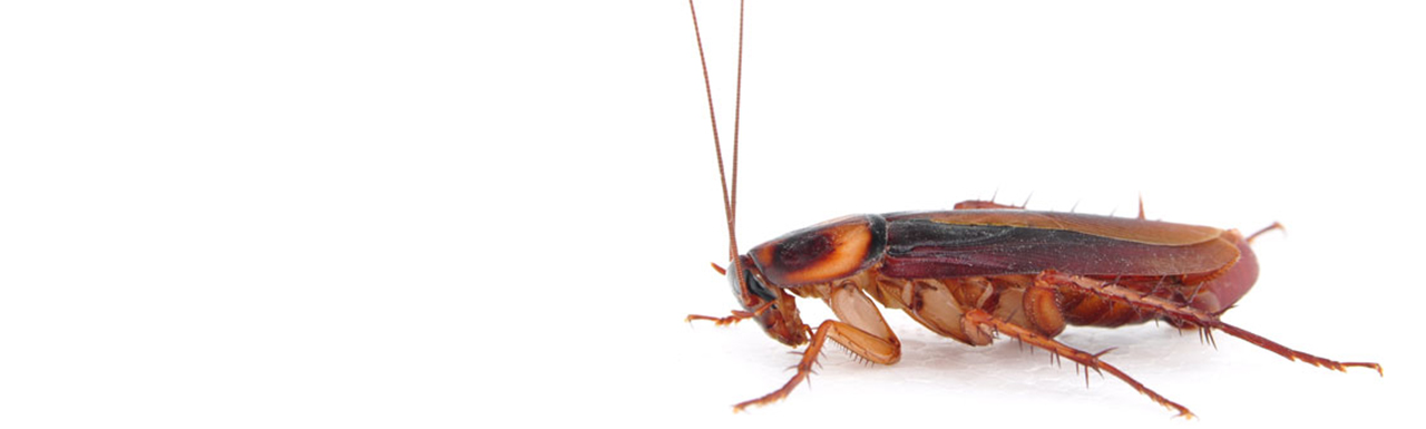 A Roach, a common pest