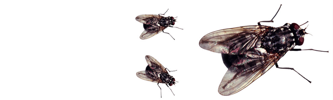 A view of a fly, an annoying pest, from three different angles.