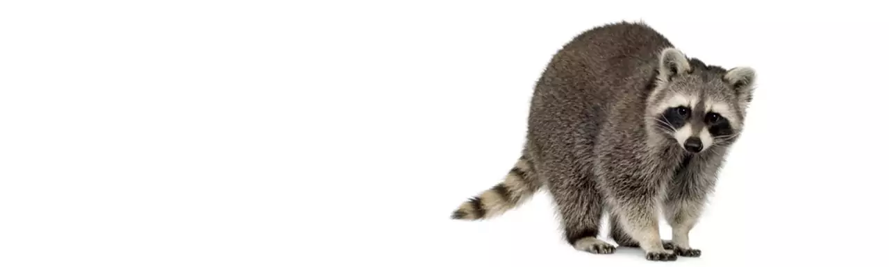 Raccoon