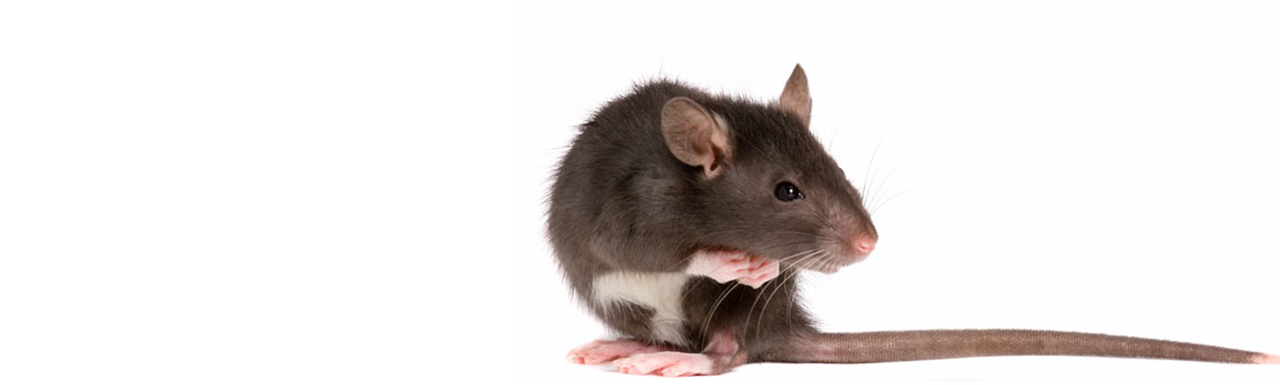 Rodent: mouse, rat.