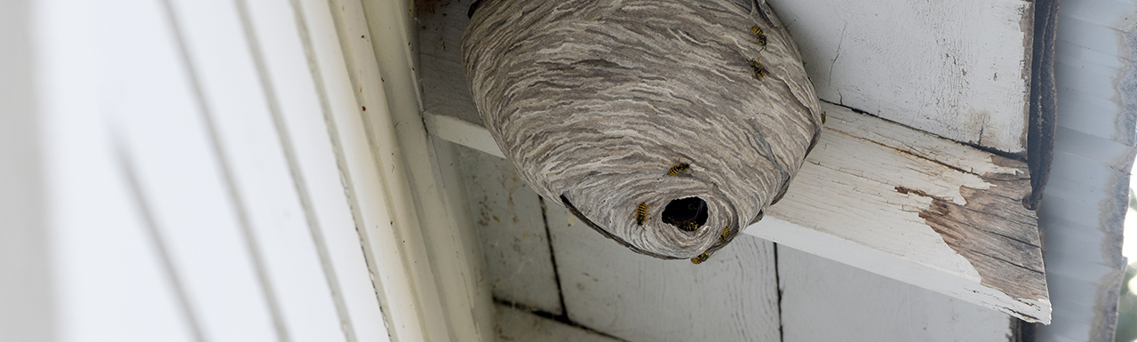 A huge wasp nest under a roof.